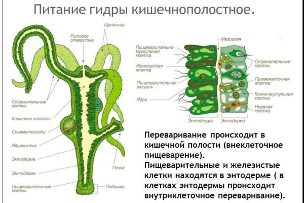 Kraken вход