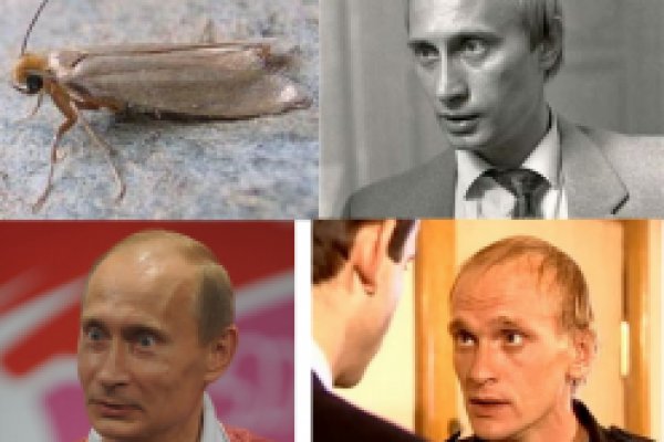 Кракен как зайти через тор браузер